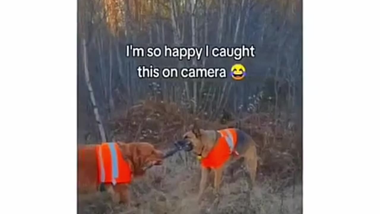 😆🐾 Watch These Hilarious Pets in Action - Laughter Guaranteed! 😹💗🐶!!