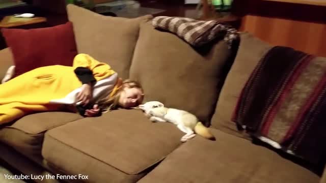 10 Cutest Exotic Animals You Can Own as Pets!!!