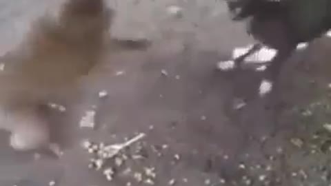 Monkey Slap the dog || Funny video ||