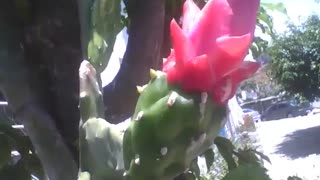 Flor do cacto ainda não desabrochou, mas já mostra sua beleza [Nature & Animals]