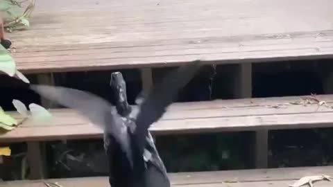 Dusty and otter duck part-2
