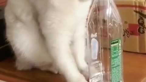 Lovely Cat, white cat, cats, funny cats, funny cat videos