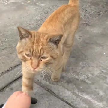 Cute kittens Baby Cats Cute and Funny Cat Videos Compilation #shorts #animals # 658