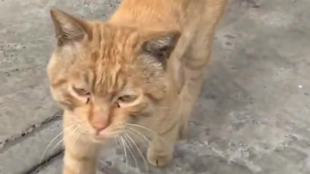 Cute kittens Baby Cats Cute and Funny Cat Videos Compilation #shorts #animals # 658
