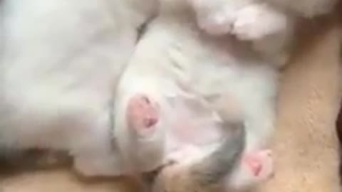 Cats - Baby cats - funny and fluffy (21) / Gatos - Filhotes - engraçados e fofos (21) #shorts