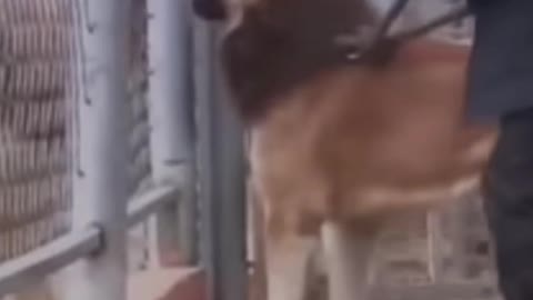 These dogs are just like lions