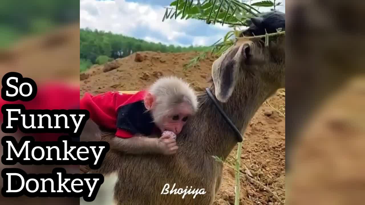 Donkey vs Monkey Very Funny