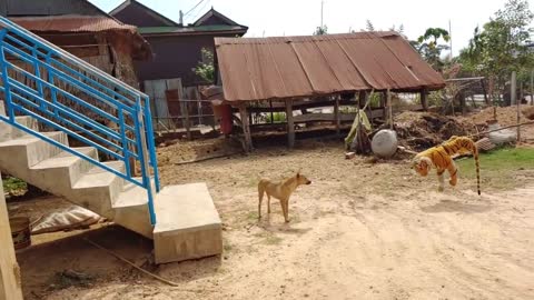 Must Watch!!! Fake Tiger Prank Dog Funny Comedy Video 2021