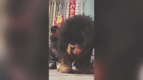 Baby Dogs Cute and Funny Dog Videos Puppy Dogs Compilation