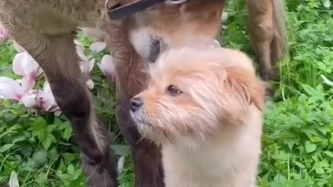 Love and affection #shorts #shortvideo#video #virals #videoviral