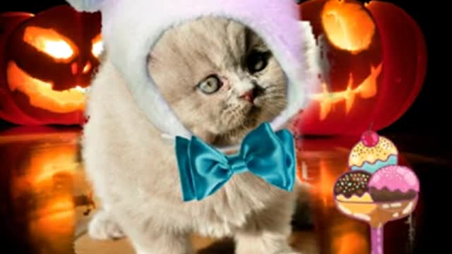 Stooge loves Halloween