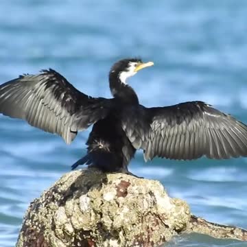 Black duck feeling well after bath!