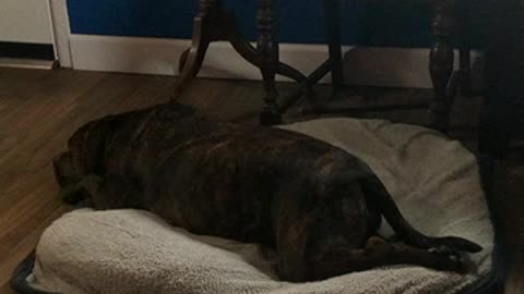 Luna lazybones puppy