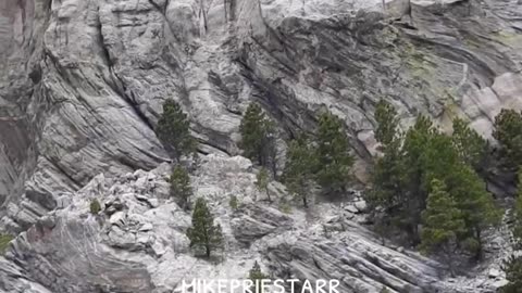Was Mount Rushmore once a giant Cedar Tree?