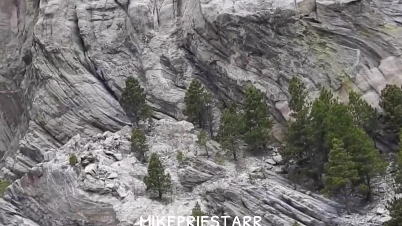 Was Mount Rushmore once a giant Cedar Tree?