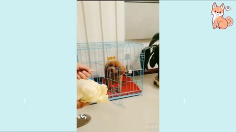 Funny dog video