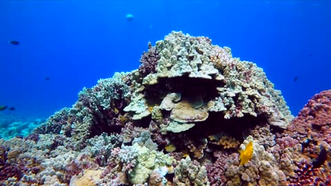 Molokini crater Maui snorkel ☁