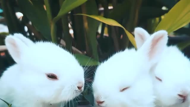 Cute Rabbits || best animals