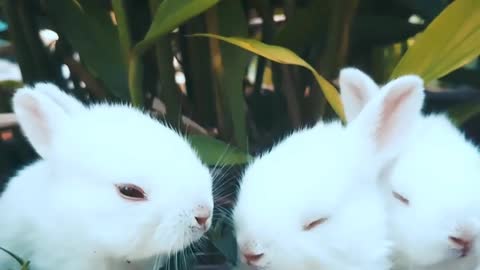 Cute Rabbits || best animals