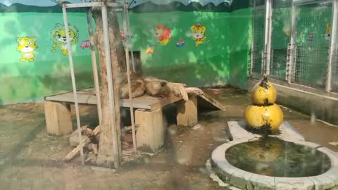 Two cute little lions taking a nap