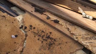 Bugs! Exploring a lumber pile for bugs while we get rid of the boards. Set to music.