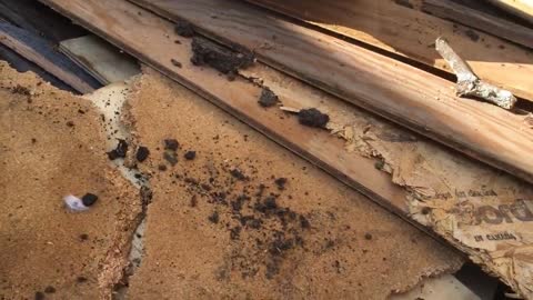 Bugs! Exploring a lumber pile for bugs while we get rid of the boards. Set to music.