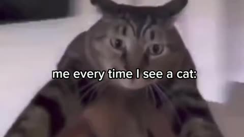 Cute Animal Cats