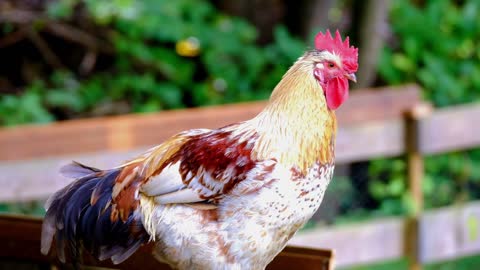 Coq 🐓🐓 coq 🐓