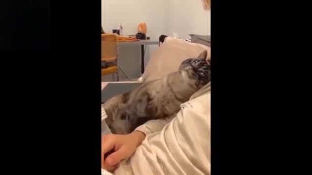 Cutest Dogs and Cats fun together