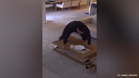 The Unconditional Love Of Dogs and Their Humans Is Incredible Cute Animals Show Love