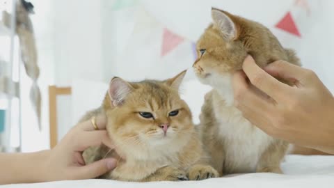 How to train your American cats washroom training | All types of trainings|