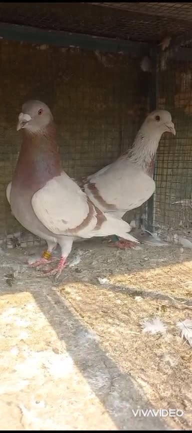 Click here link description for sell Cheap price click