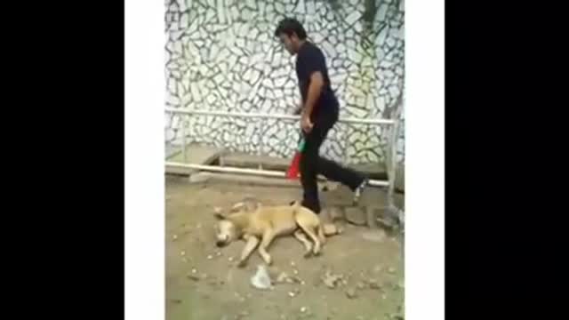 Scare dogs and let them sleep 😂🔪