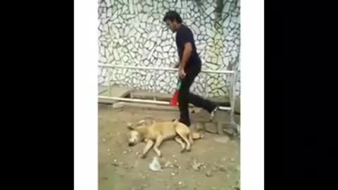 Scare dogs and let them sleep 😂🔪
