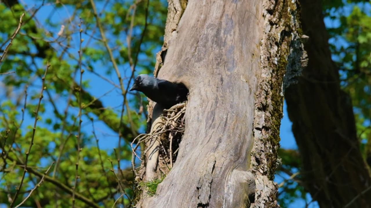 Nest of Crow