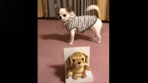 Cat shenanigan's