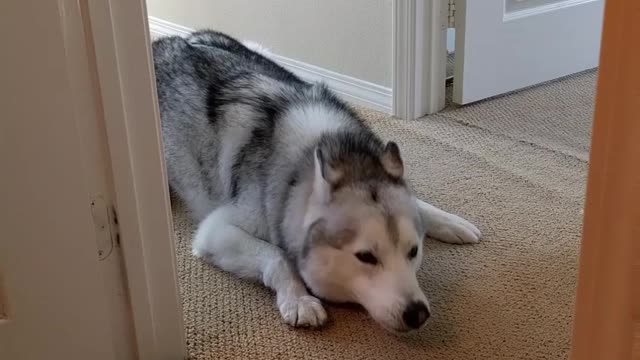 Impatient Husky