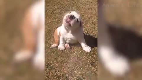 Dogs and Cats funny Pet Animals