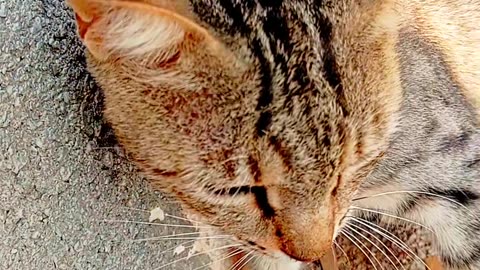 The Purrfect Companion: All About Cats"