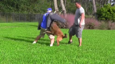 How To Make Dog Become Aggressive Instatntly With Few Amazing Simple Tricks