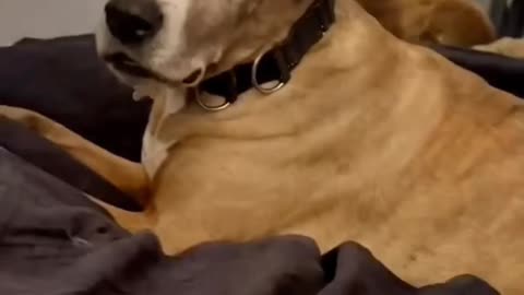 How To Stop A Dog's Fear Of Strangers | Training A Fearful Dog 🐕