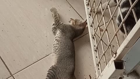 Play with mom