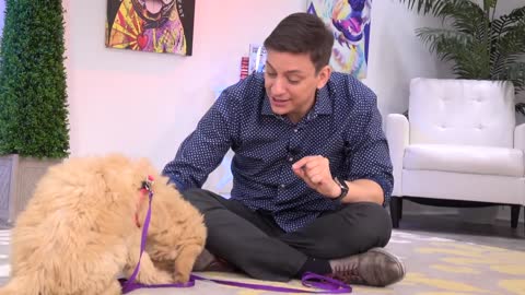 How to Teach your dog The First 7 Things To : Sit, Leave it, Come, Leash walking, Name...