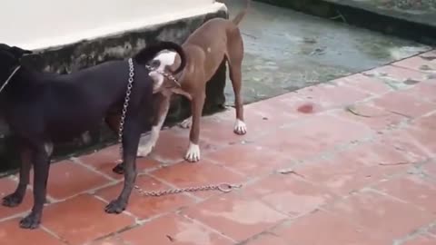 Red DOG 69 EPS PITBULL BLACK AMERICAN BULLDOG CASTLE