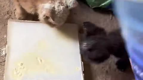 Funny cat and animals videos