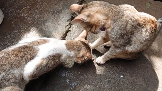 Cat Love Video - Village Cat Video - Animal love video - Village Animal Entertainment Videos YouTube