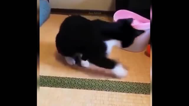 Cute and Funny Cat Video to Keep your smiling