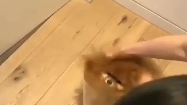 What the fluff 😍 Rate this cuteness out of 10