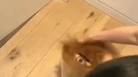 What the fluff 😍 Rate this cuteness out of 10