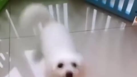Dog treaning video